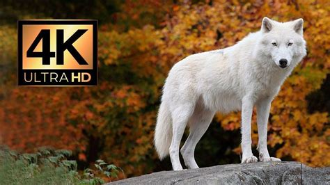 wolfmark4k|Majestic Winter Wildlife in 4K HDR ️Arctic Wolves  .